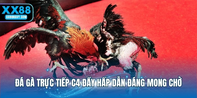 Đá gà trực tiếp C4 đầy hấp dẫn đáng mong chờ
